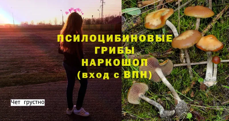 наркошоп  Городовиковск  Псилоцибиновые грибы Psilocybine cubensis 